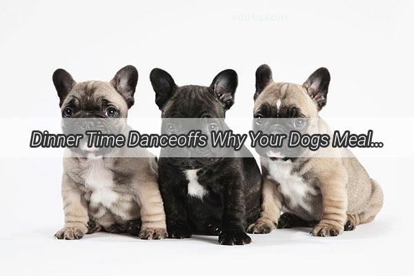 Dinner Time Danceoffs Why Your Dogs Mealtime Can Be Your Dance Party